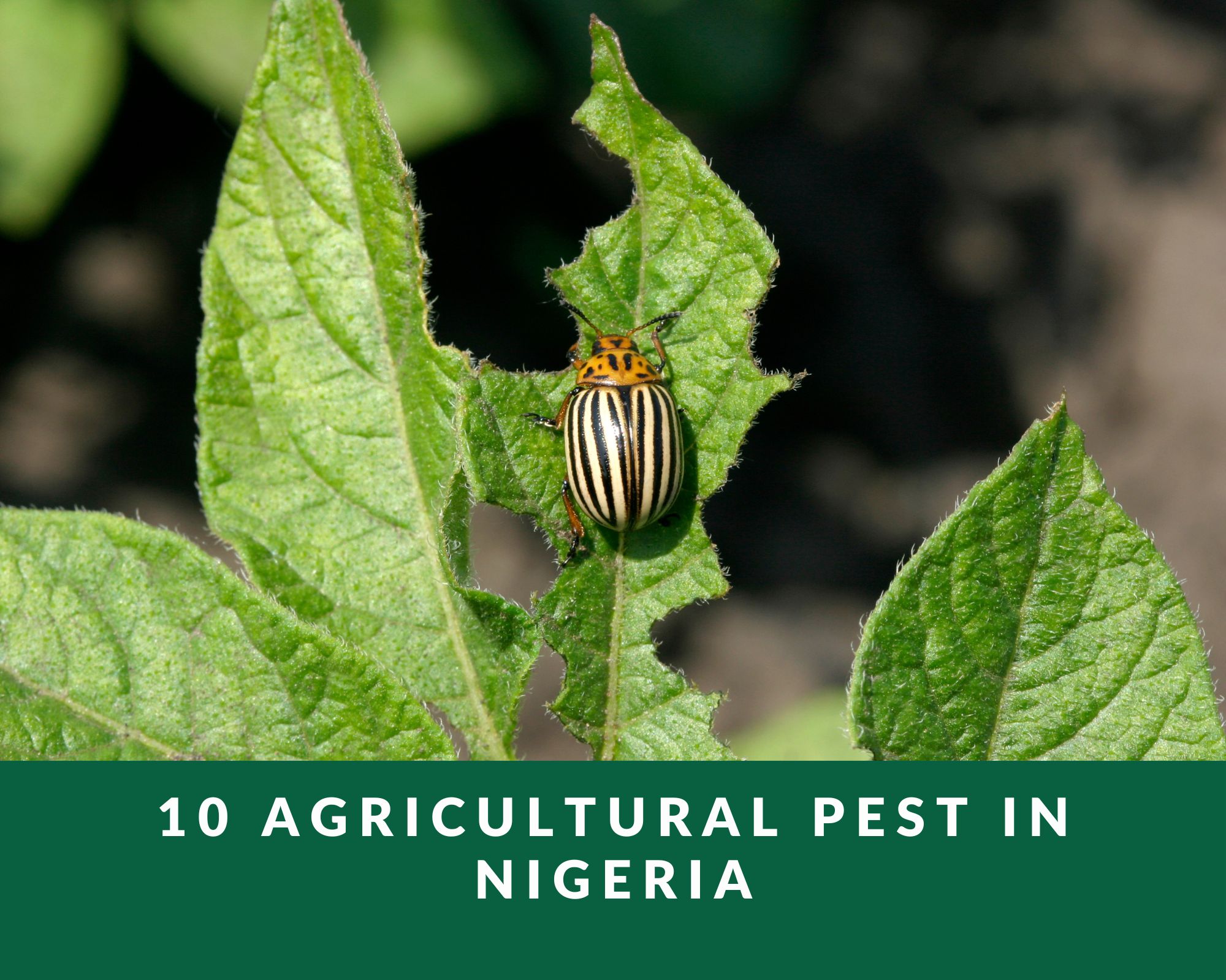 agricultural pest in nigeria