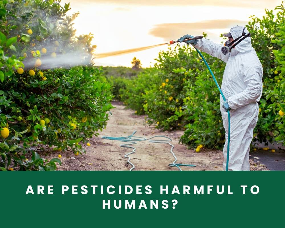 Are Pesticides Harmful to Humans