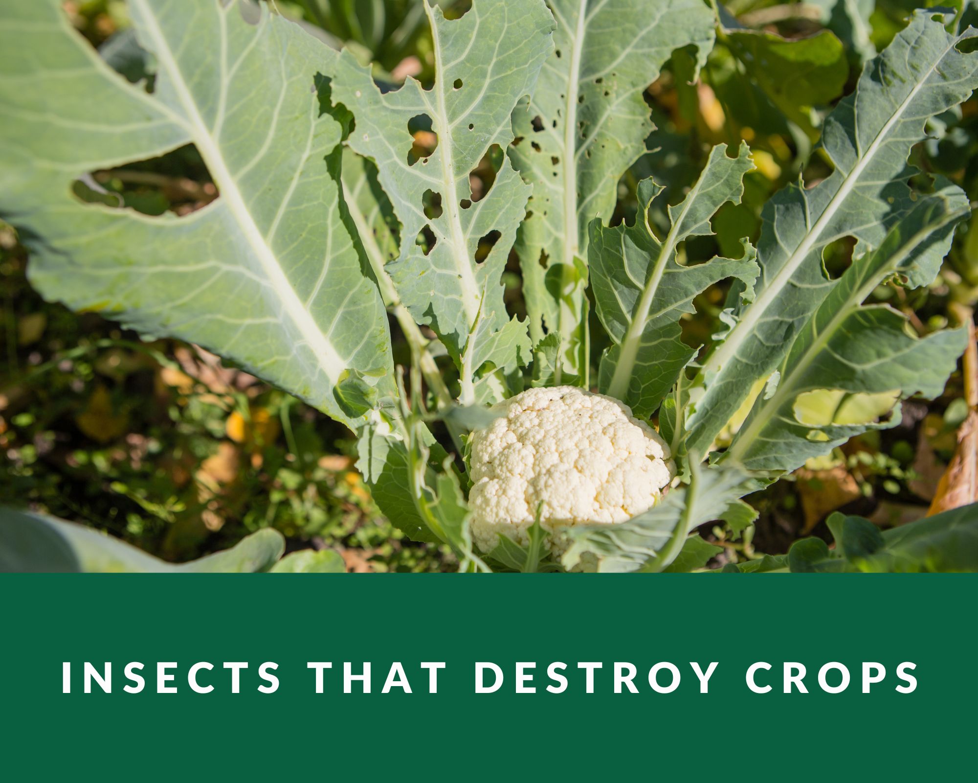 Insects that destroy crops