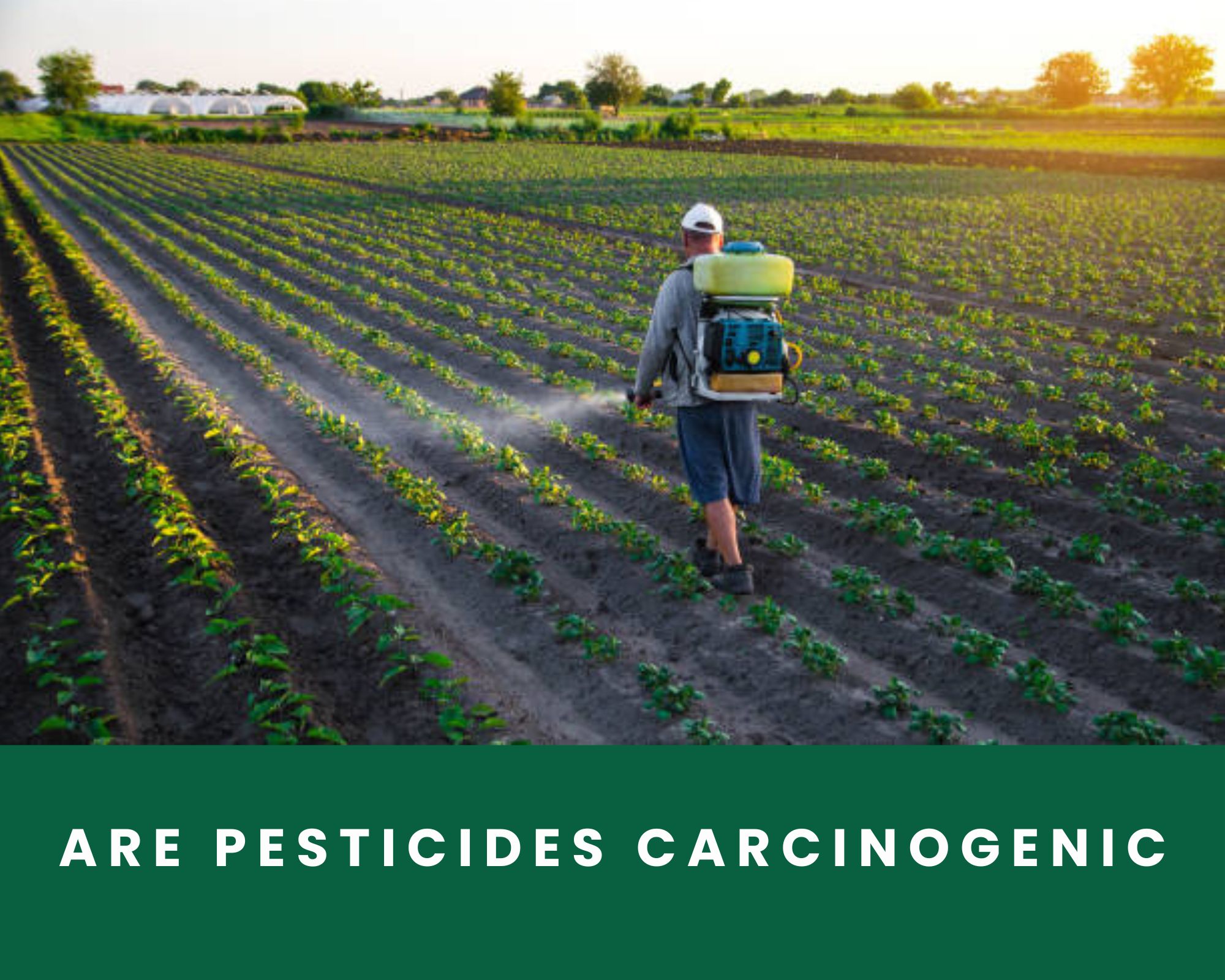 are pesticides carcinogenic