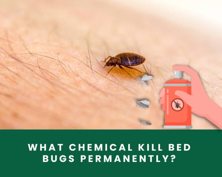 bed bugs permanent kill
