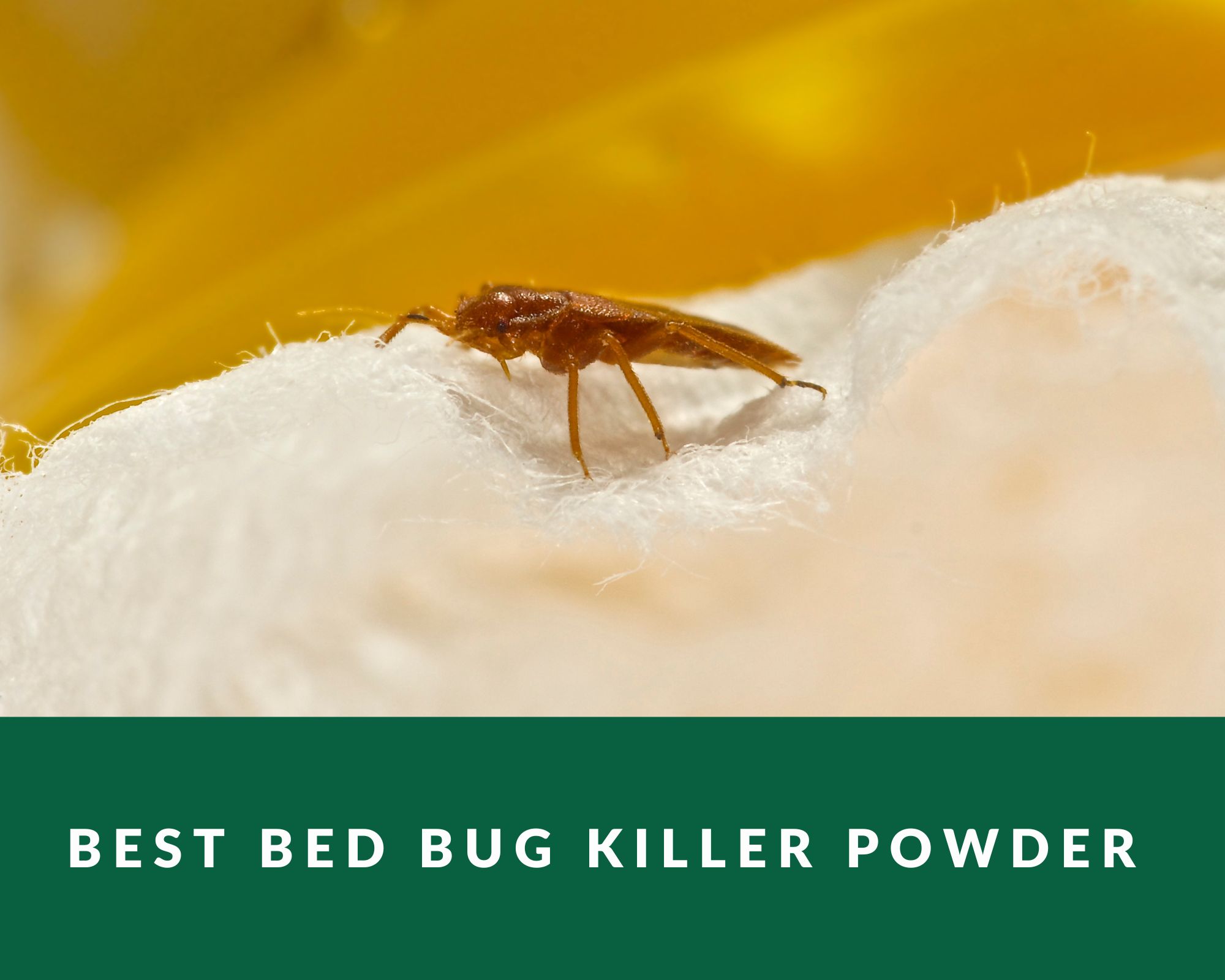 best bed bug killer powder
