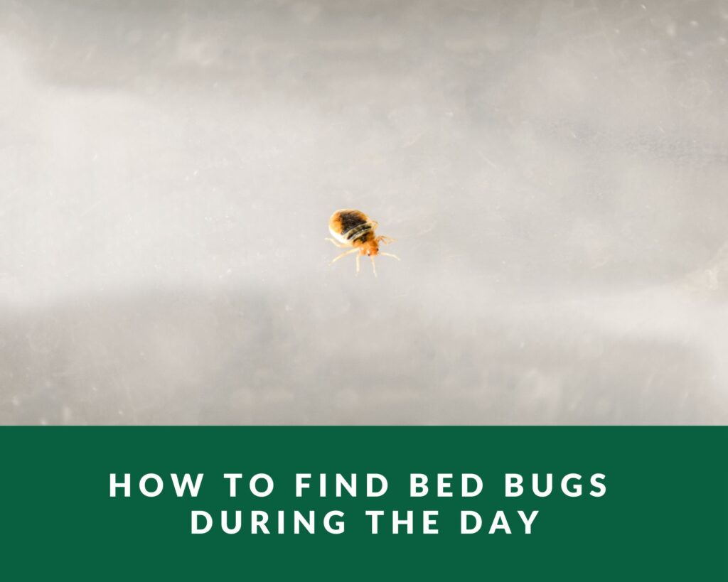 Do Bed Bugs Ever Bite During The Day