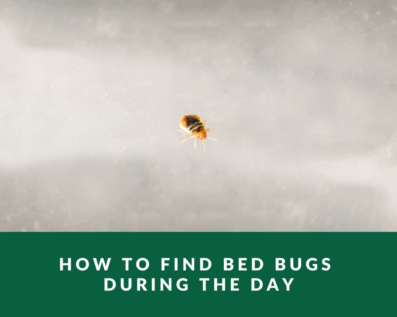 How to Find Bed Bugs During the Day - Zero Pest NG