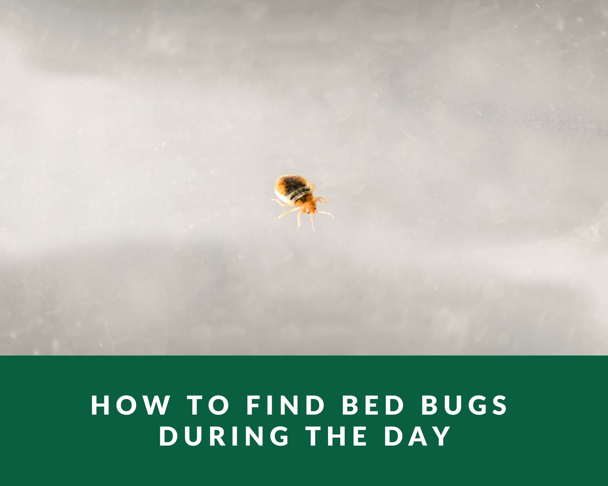 bed-bug-during-the-day
