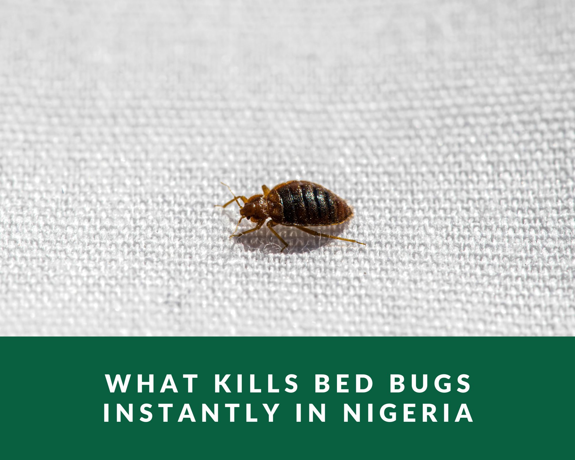 What Kills Bed Bugs Instantly in Nigeria