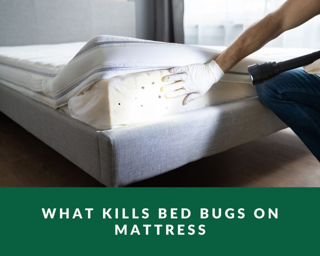 what-Kills-Bed-Bugs-on-Mattress