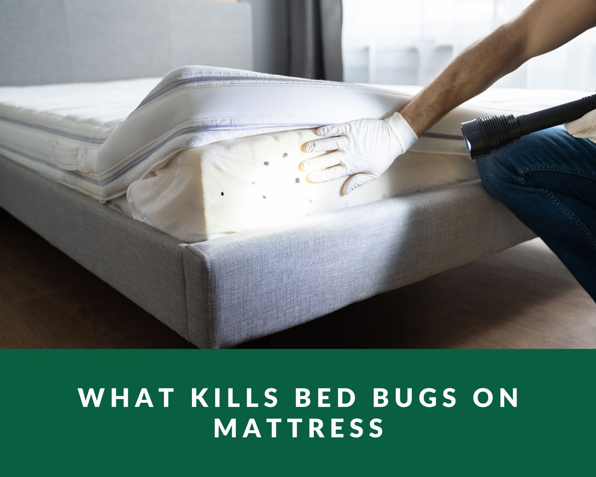 What Kills Bed Bugs on Mattress