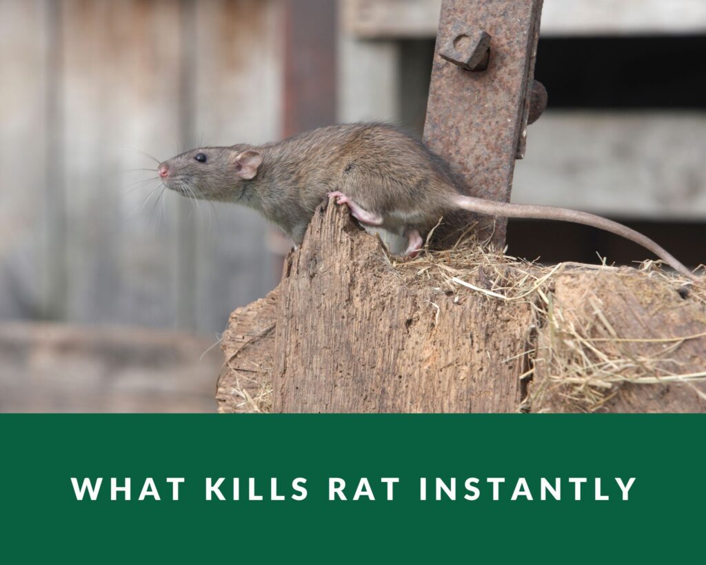 What kills rat instantly