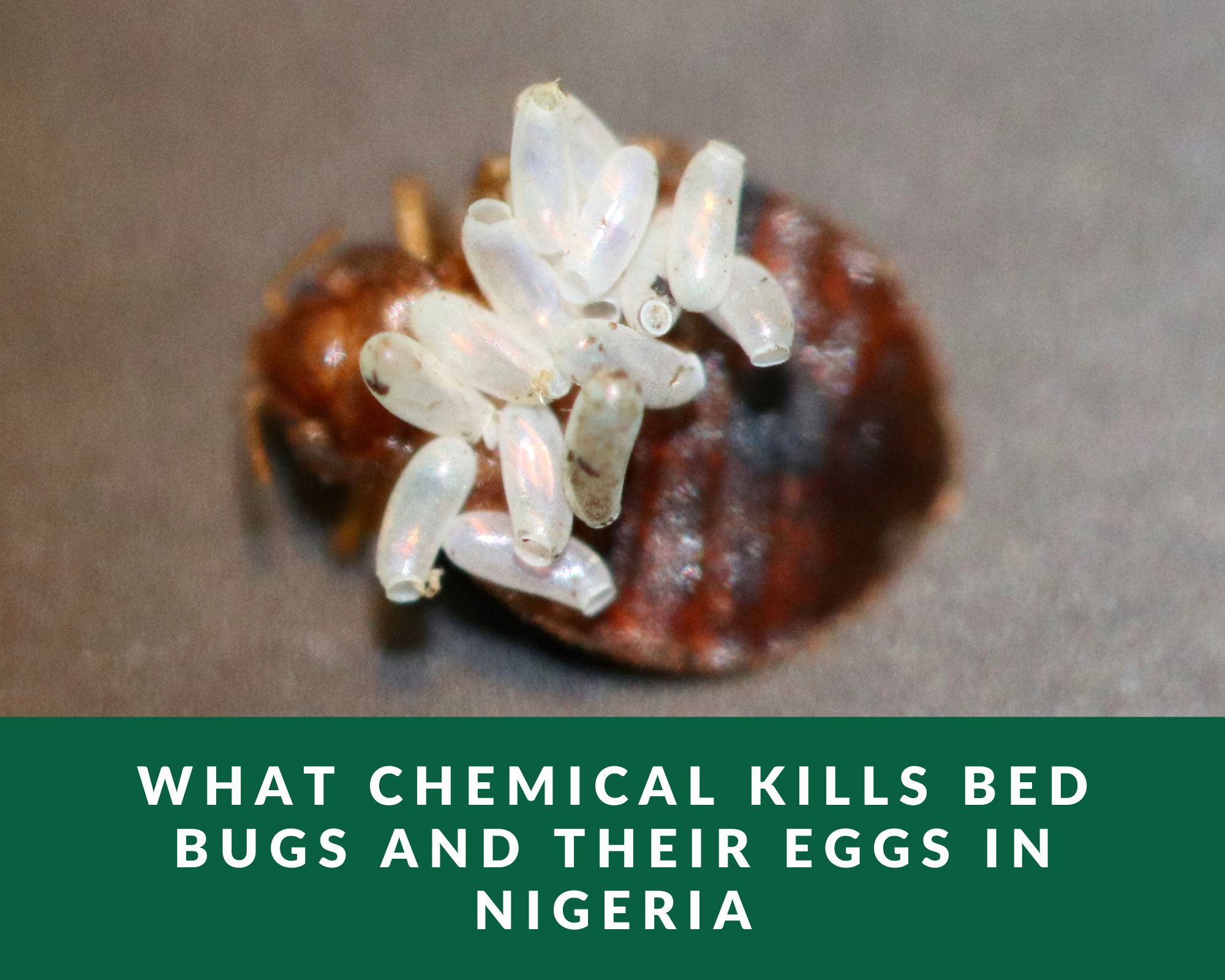 What chemical kills bed bugs and their eggs in nigeria
