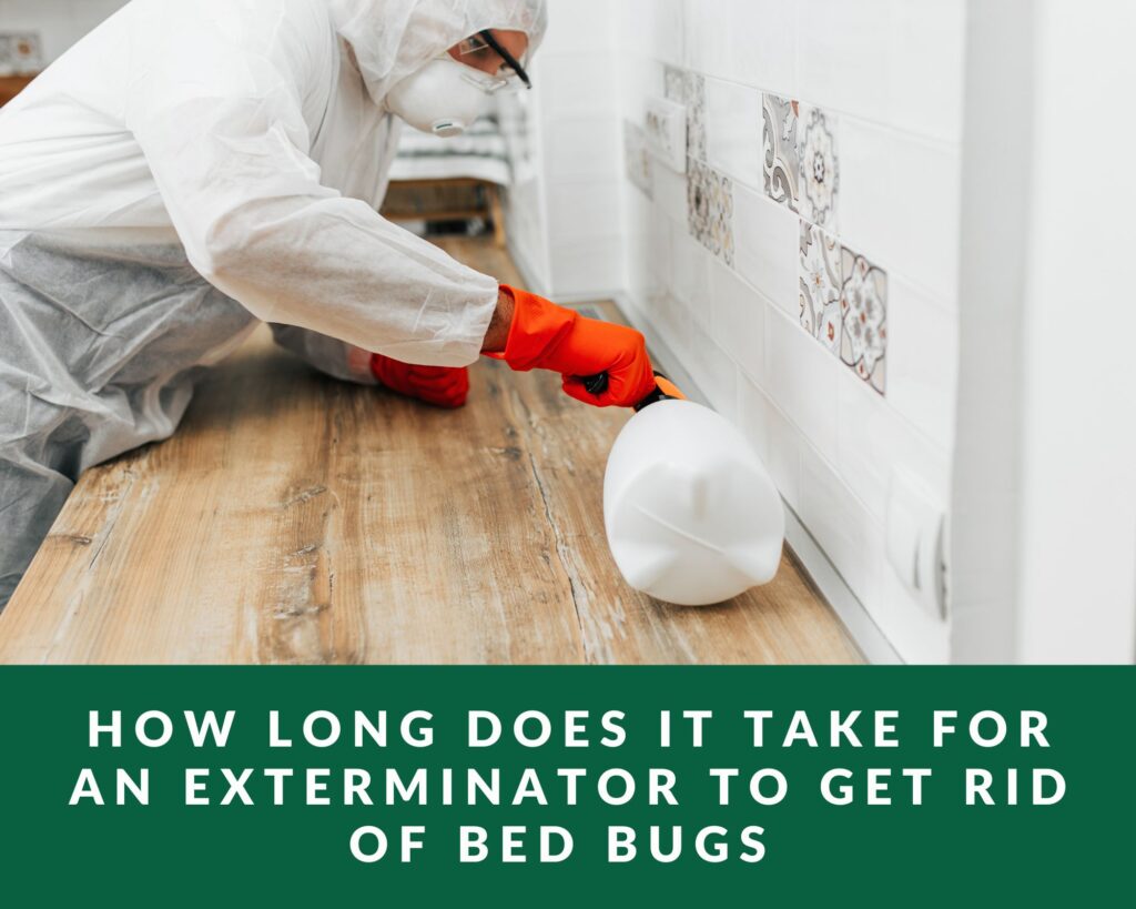 bed bug exterminator