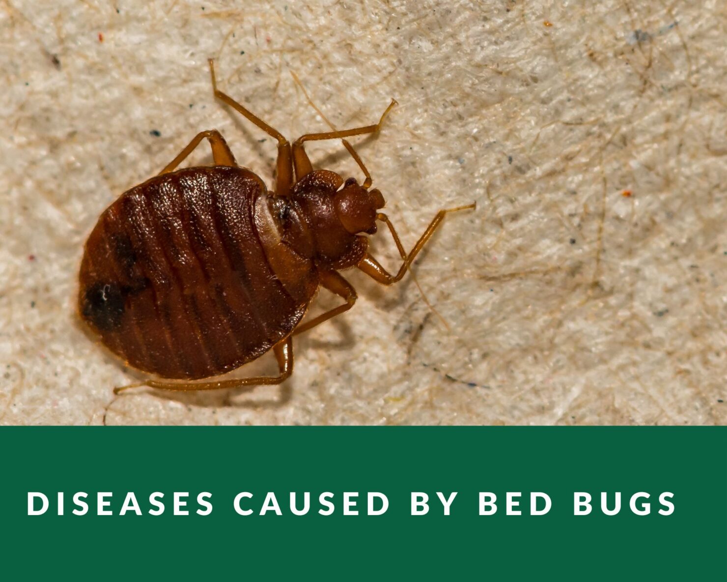 disease-caused-bed-bug