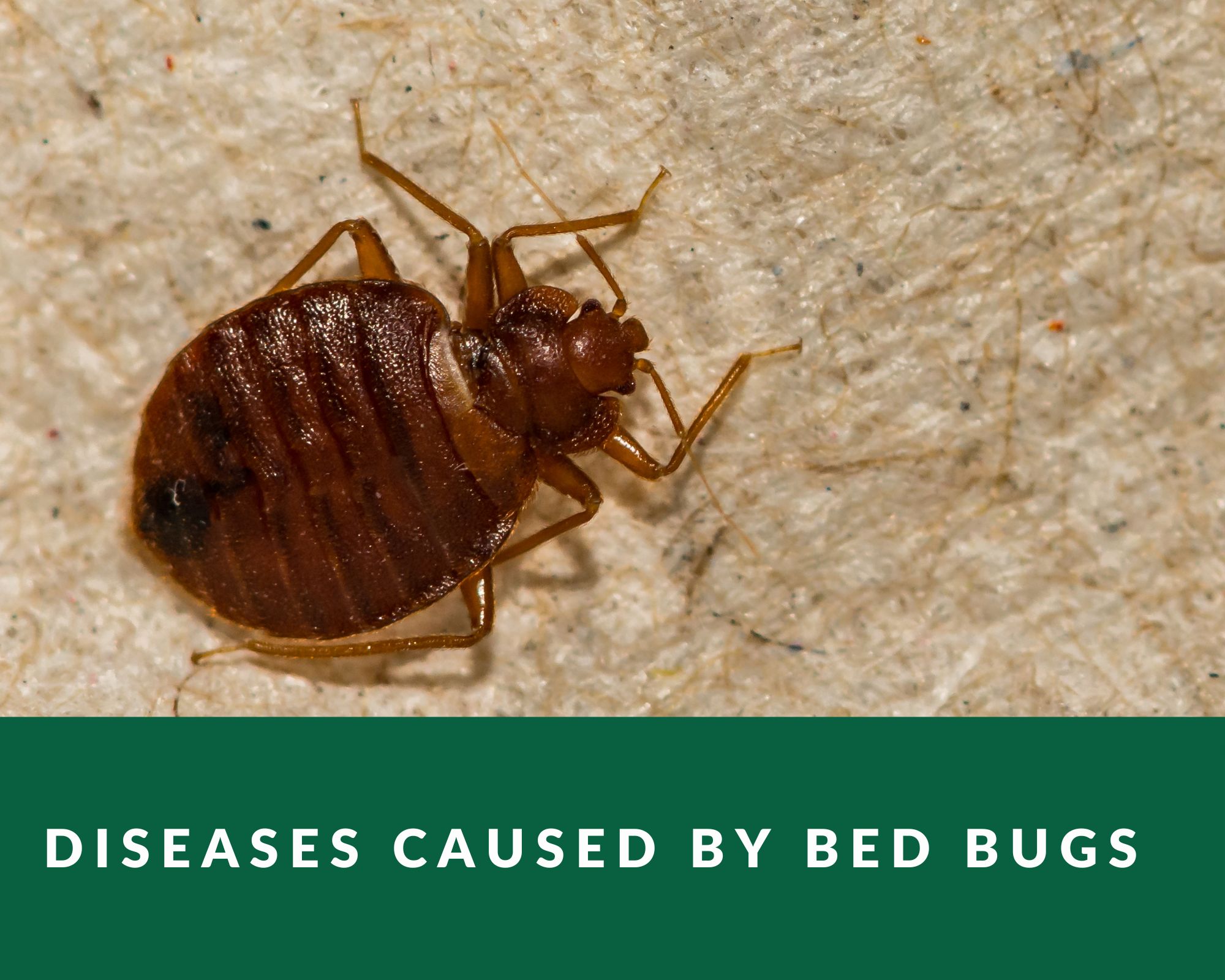 do-bed-bugs-carry-diseases