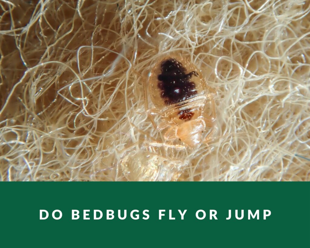 do-bed-bugs-fly-or-jump-zero-pest-ng