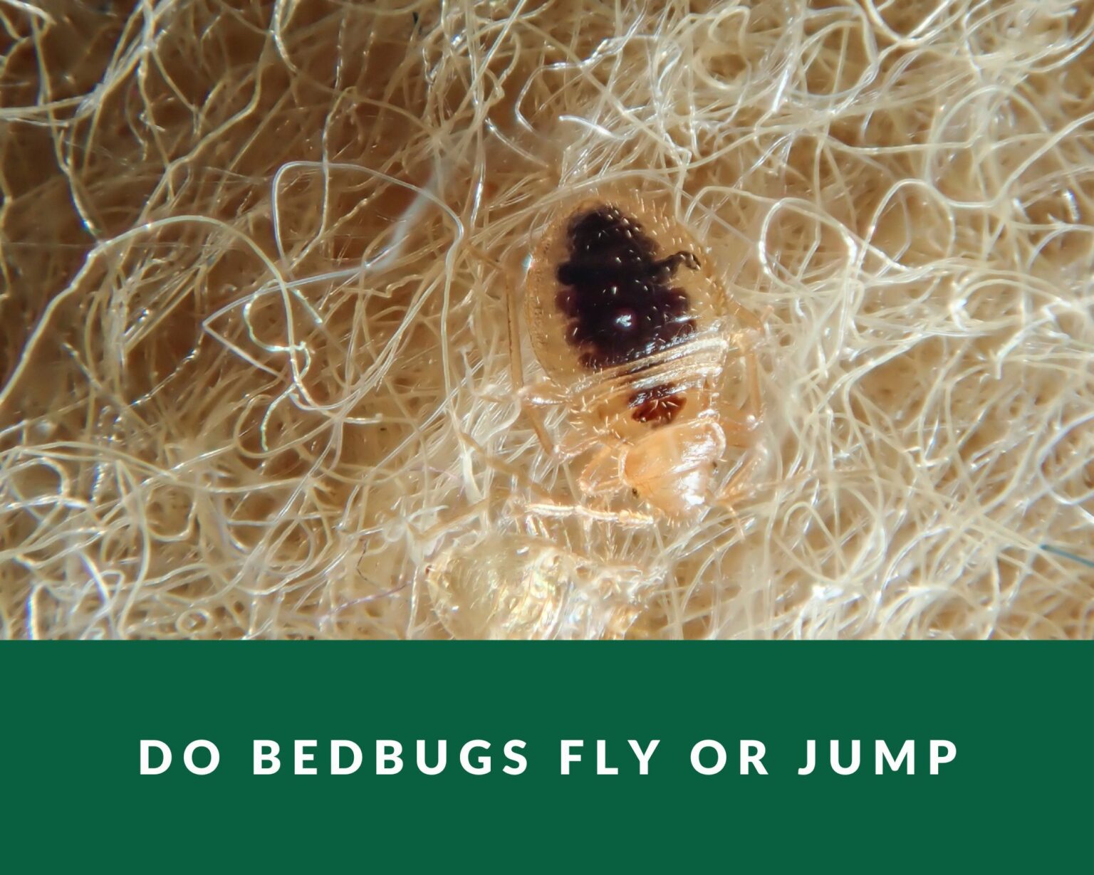 Do bed bugs fly or jump - Zero Pest NG