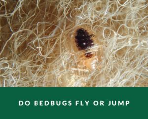 do bedbugs fly or jump