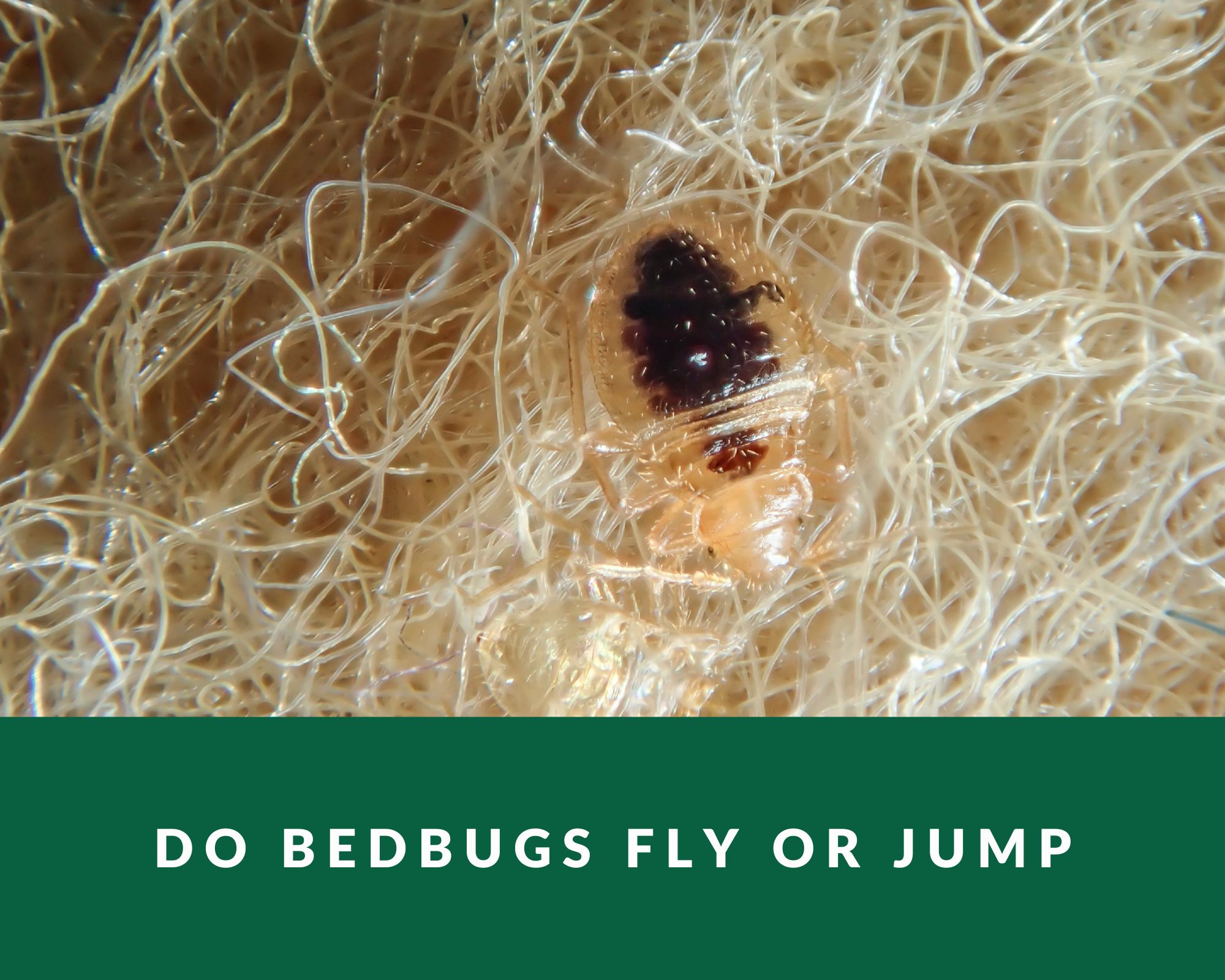 do bedbugs fly or jump