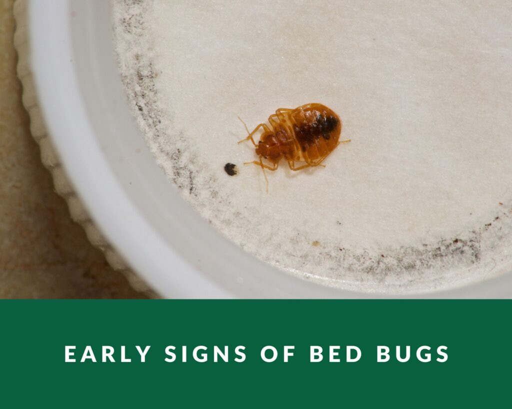 Early Signs of Bed Bugs Zero Pest NG