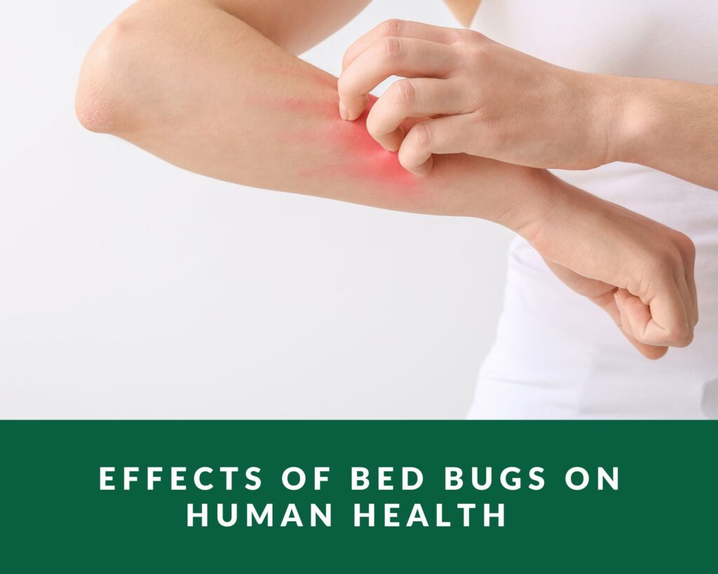 Effects Of Bed Bugs On Human Health Zero Pest Ng