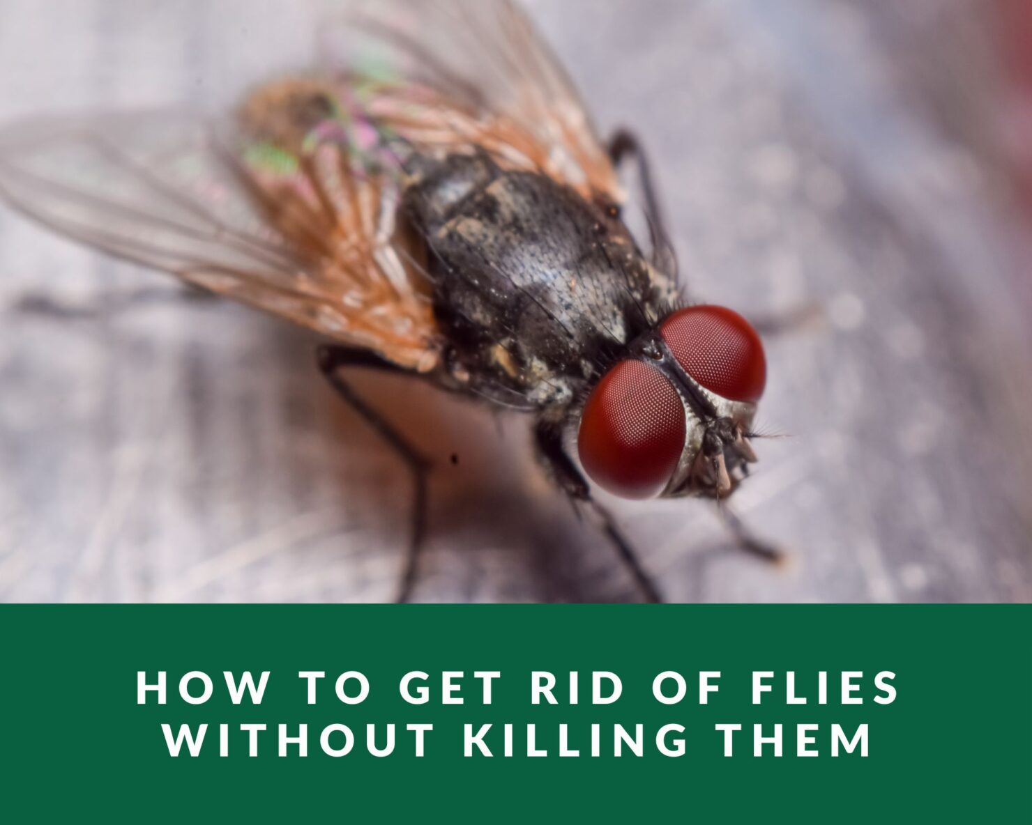 How To Get Rid Of Flies Without Killing Them Zero Pest Ng