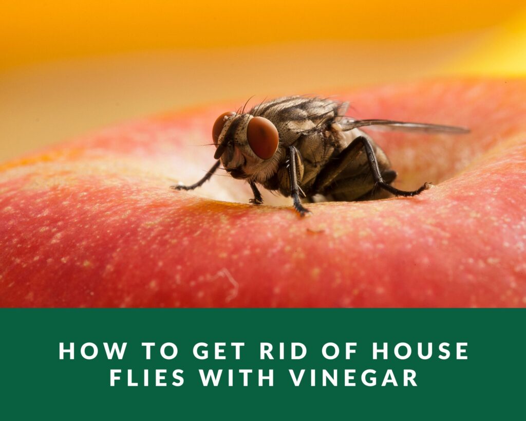 how-to-get-rid-of-houseflies-with-vinegar