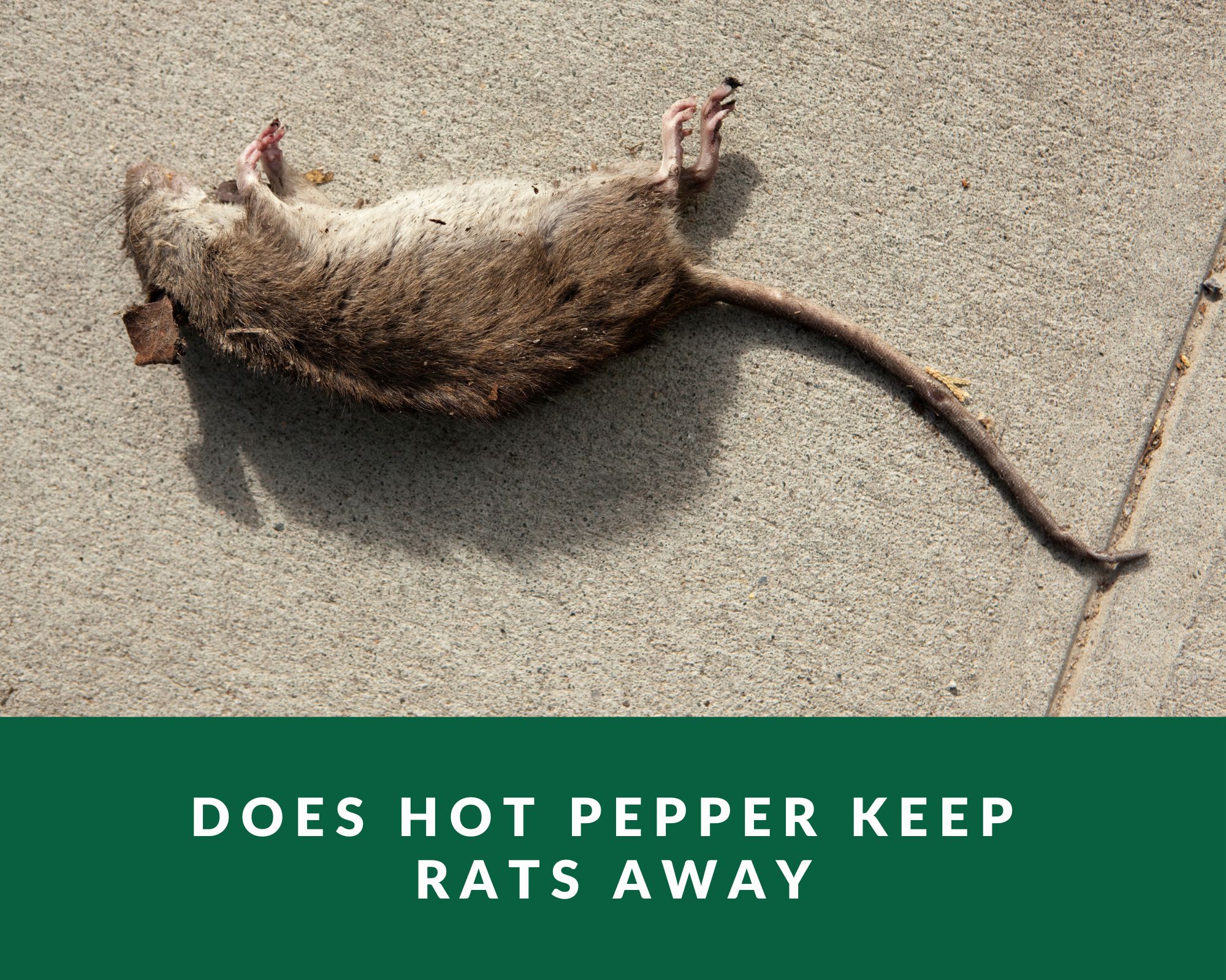 hot pepper might help keep rats