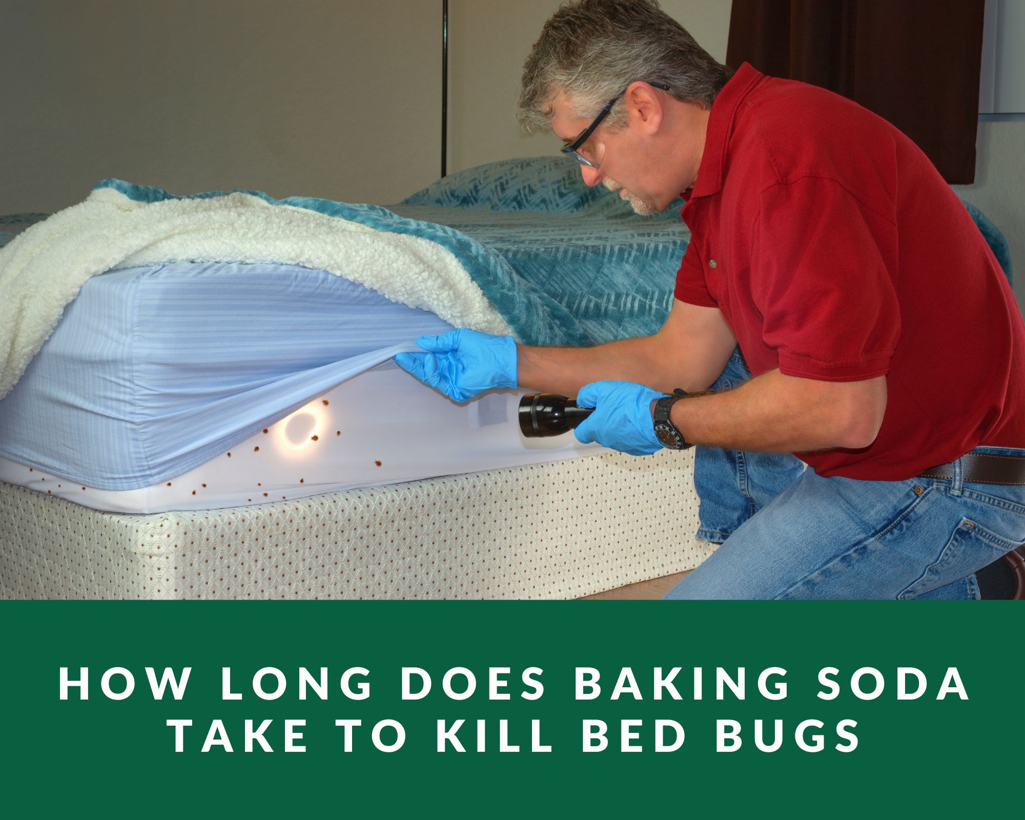 baking soda man inspecting bed bugs