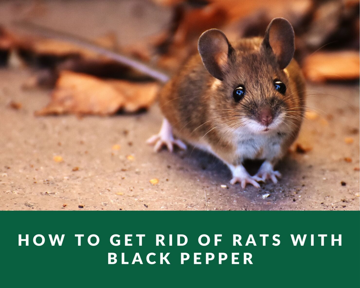 how-to-get-rid-of-rats-with-black-pepper