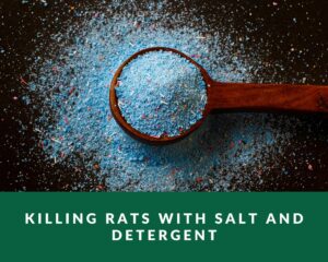 Killing rats with salt and detergent