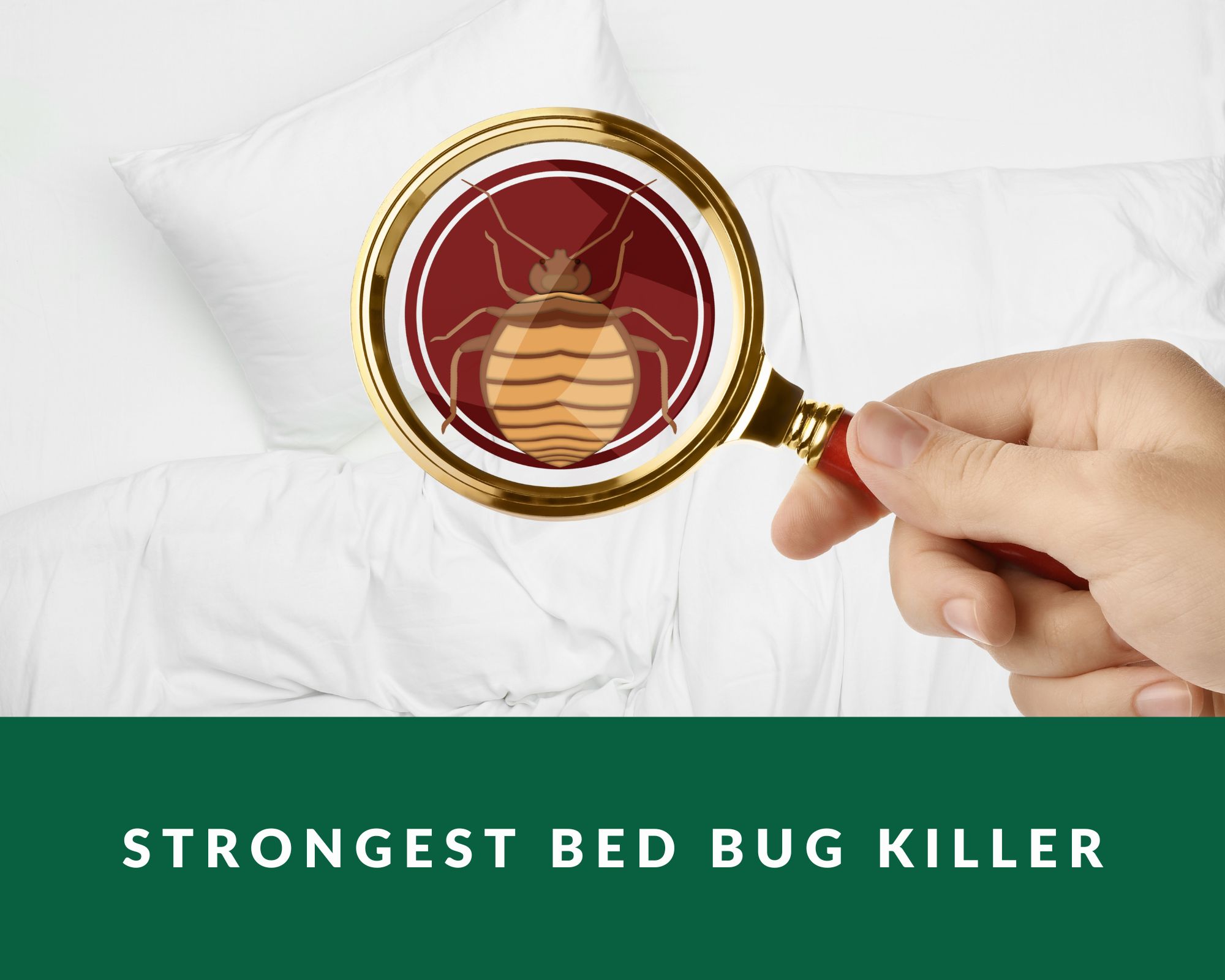 strongest bed bug killer