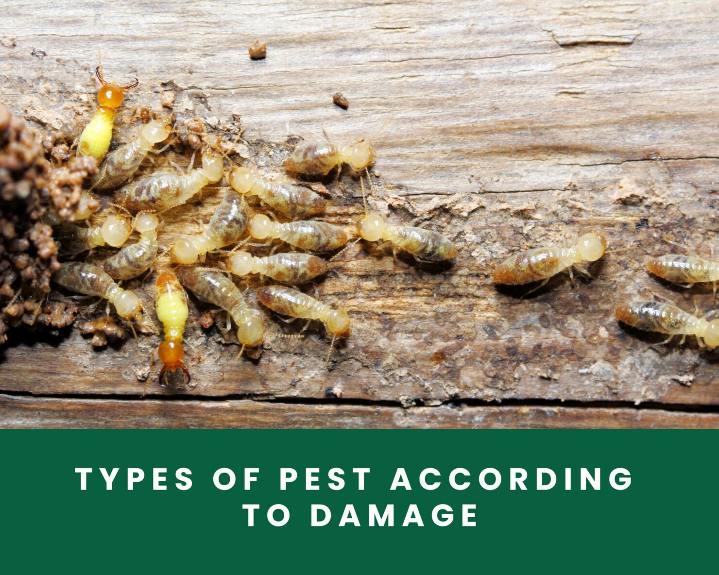 types of pest according to damage