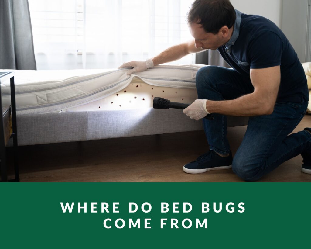 where-do-bed-bugs-come-from