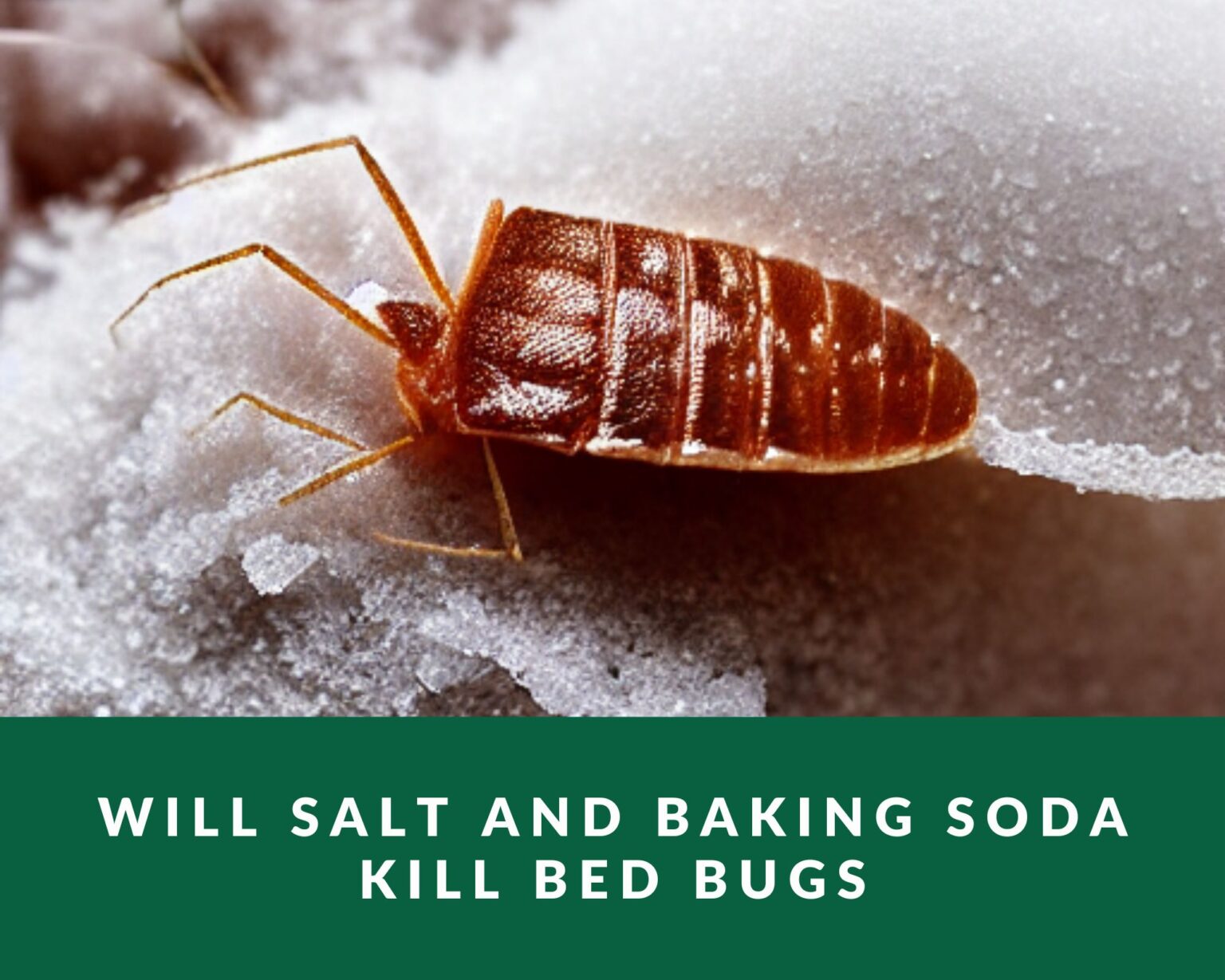 Will Salt and Baking Soda Kill Bed Bugs