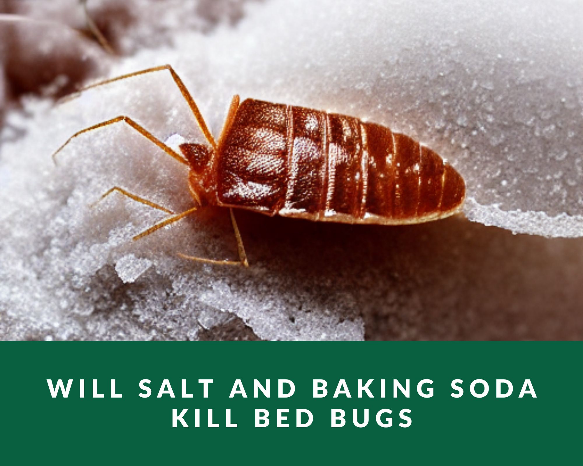 baking soda on mattress for bed bugs
