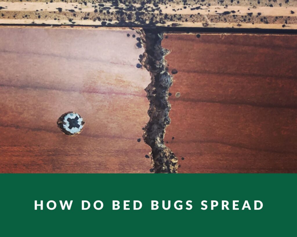 how do bed bugs spread