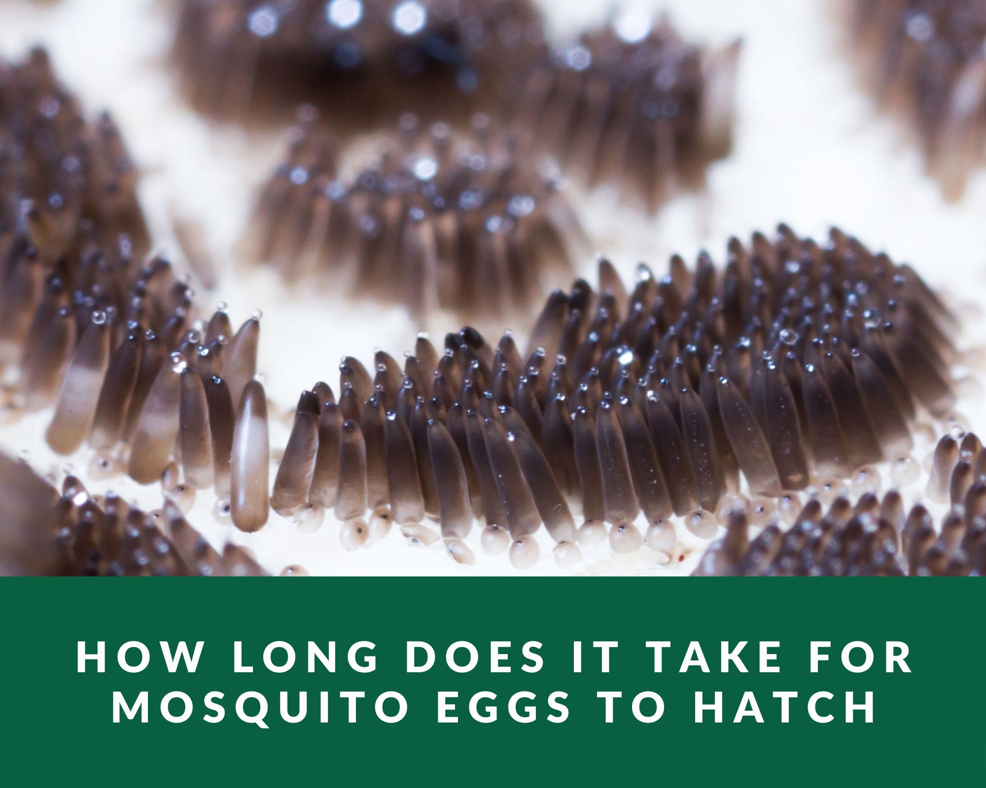 How long does it take for mosquito eggs to hatch