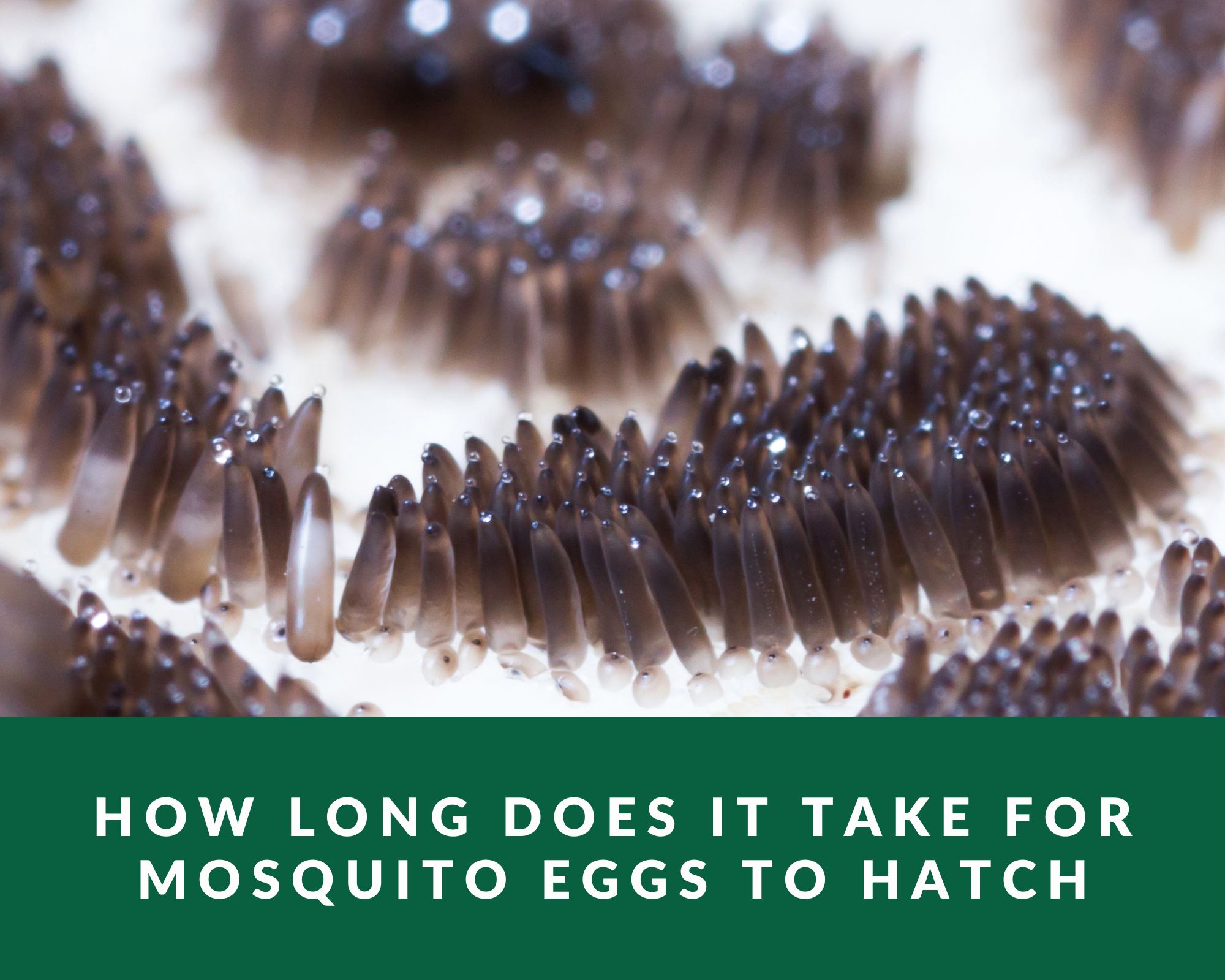 how-long-does-it-take-for-mosquito-eggs-to-hatch