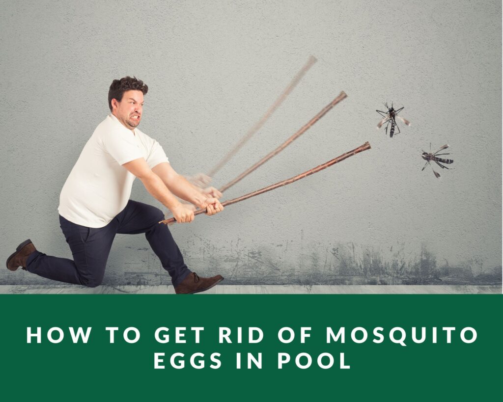 How to get rid of mosquito eggs in pool