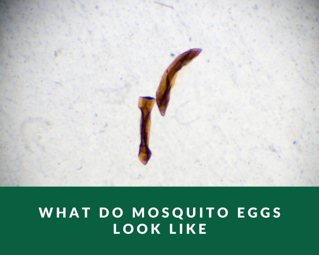 What Do Mosquito Eggs Look Like