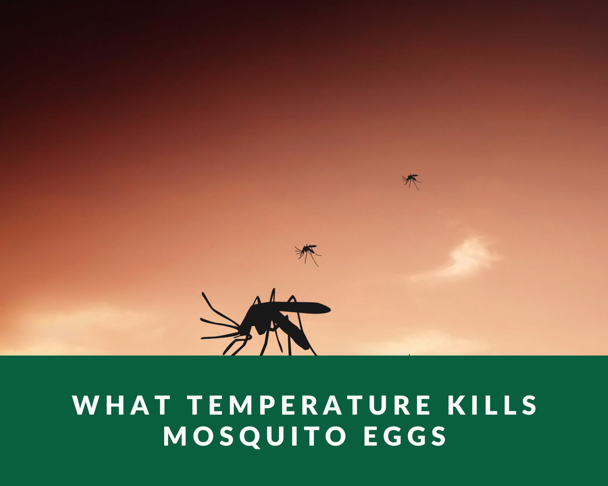 What temperature kills mosquito eggs