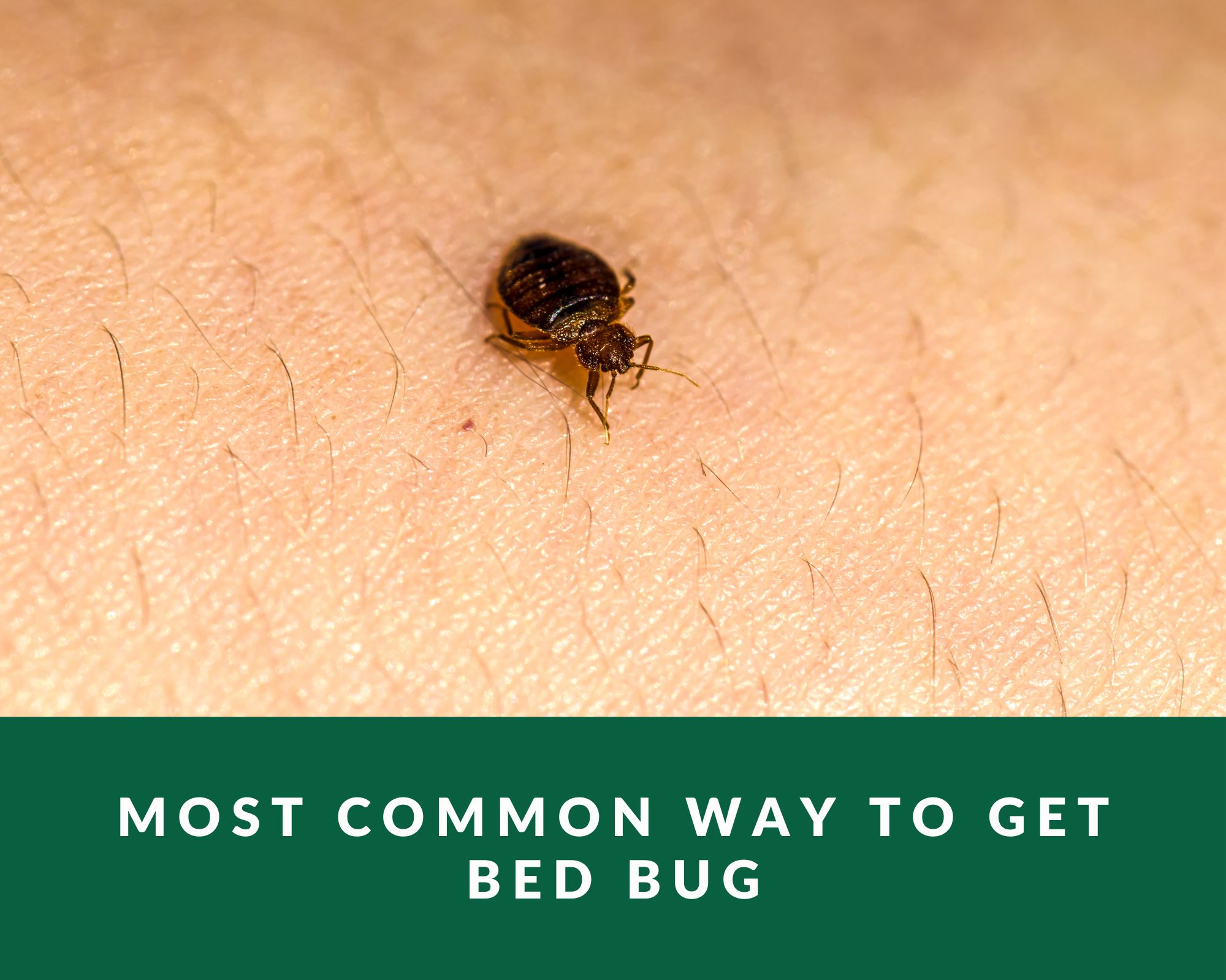 most common way to get bed bugs