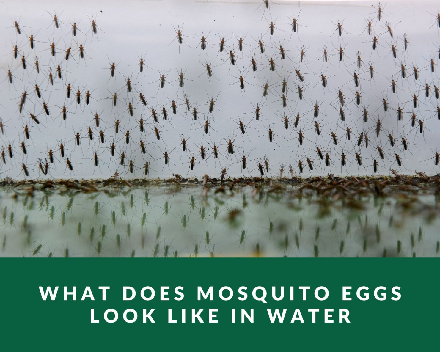 what does mosquito eggs look like in water