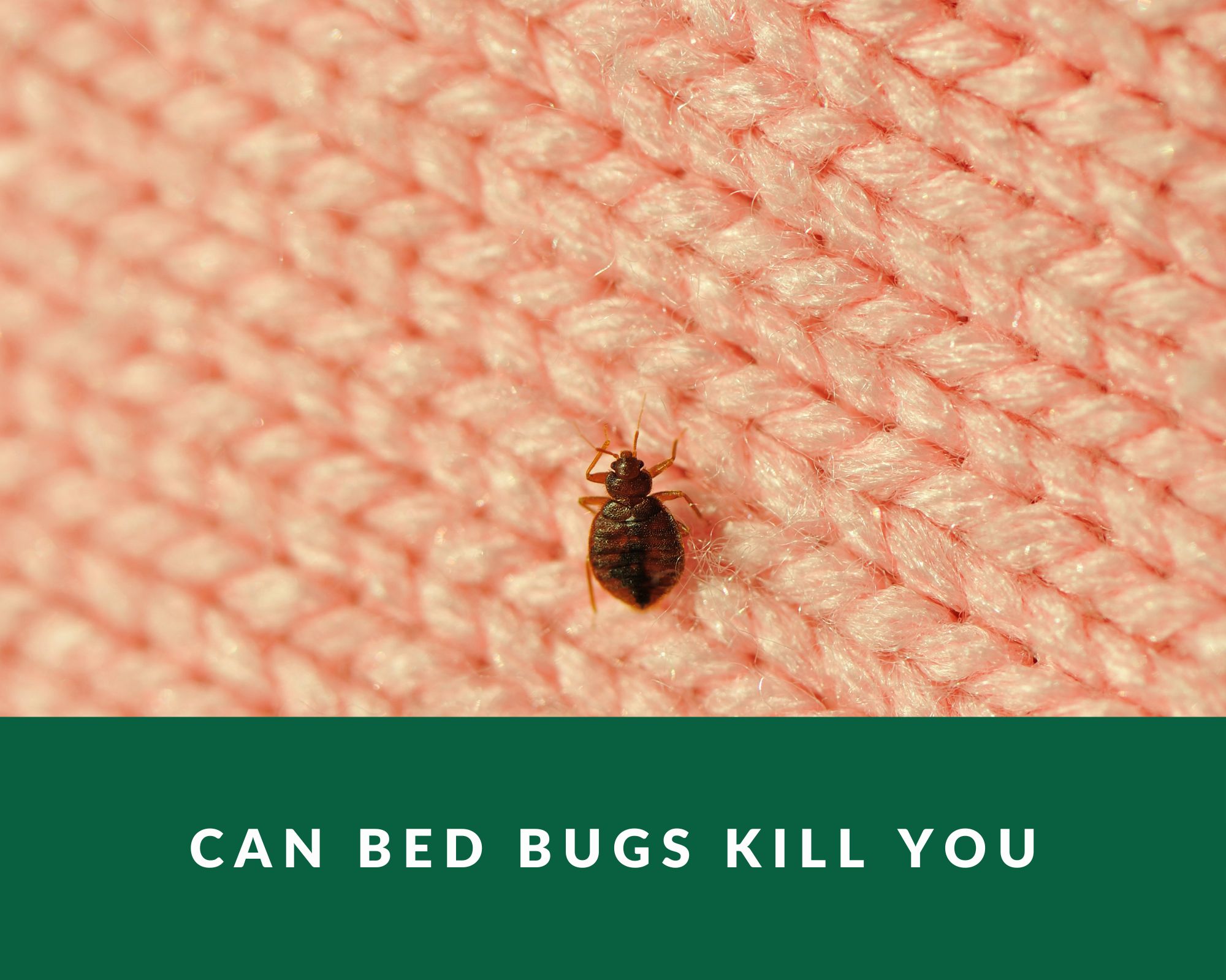 can bed bugs kill you