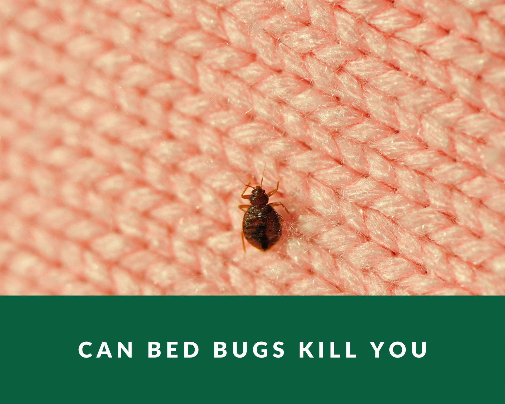 can-bed-bugs-kill-you-zero-pest-ng