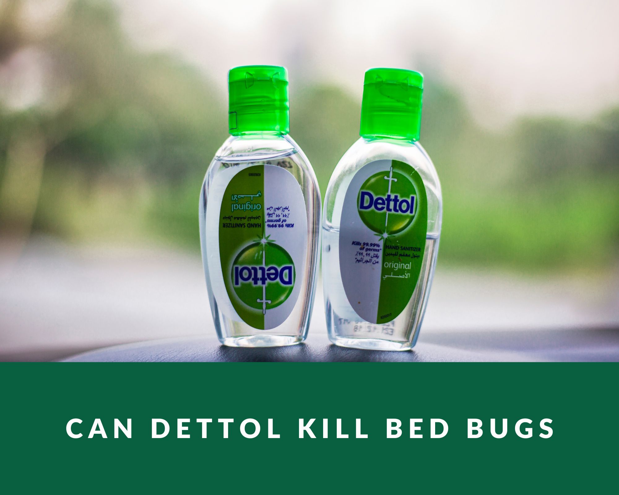 can dettol kill bed bugs