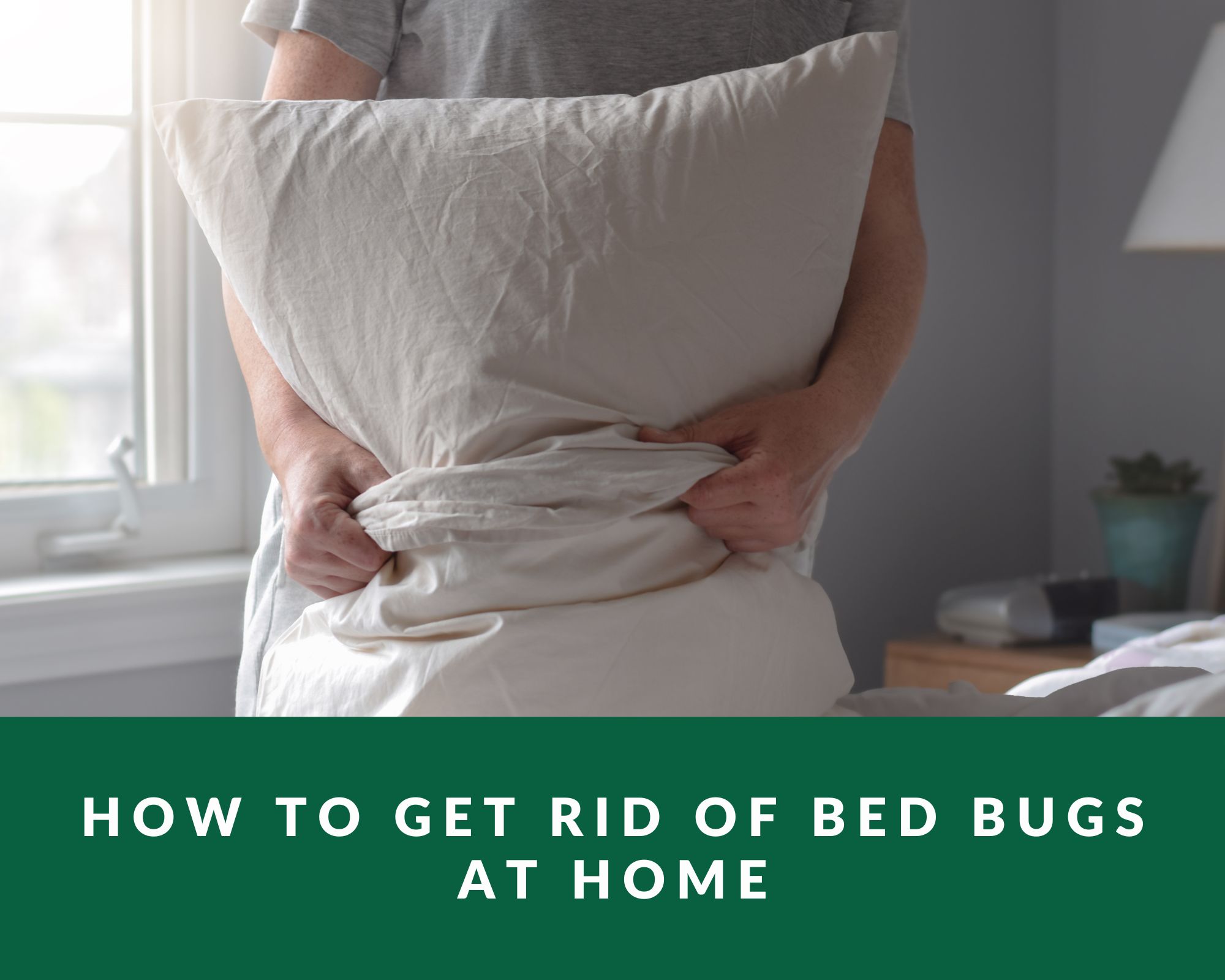 how to get rid of bed bugs at home