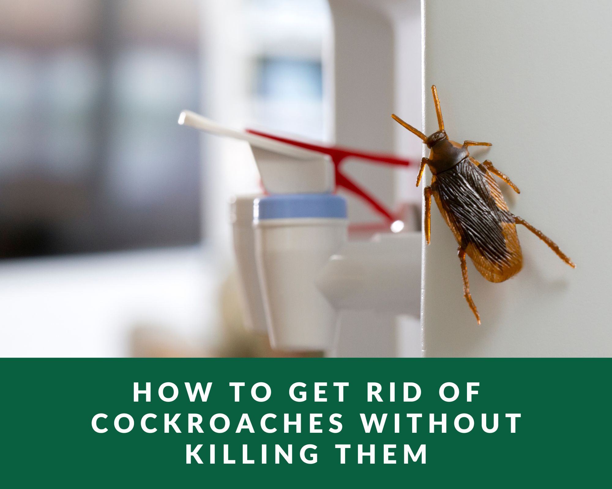 how to get rid of cockroaches without killing them