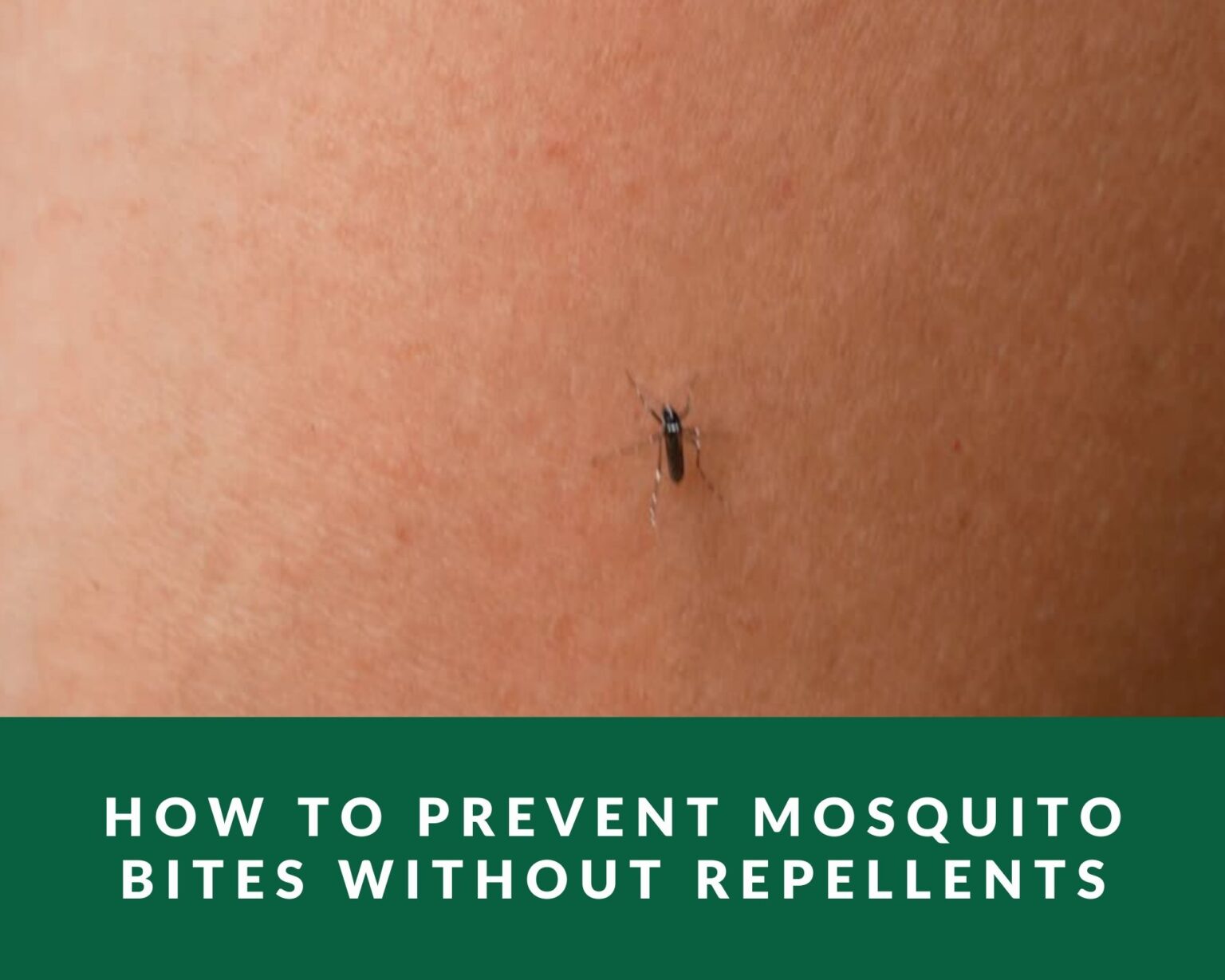 How to Prevent Mosquito Bites Without Repellents Zero Pest NG