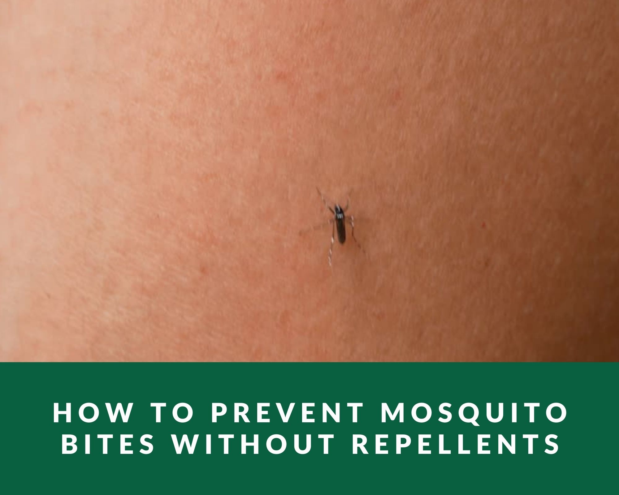 how to prevent mosquito bites without repellents