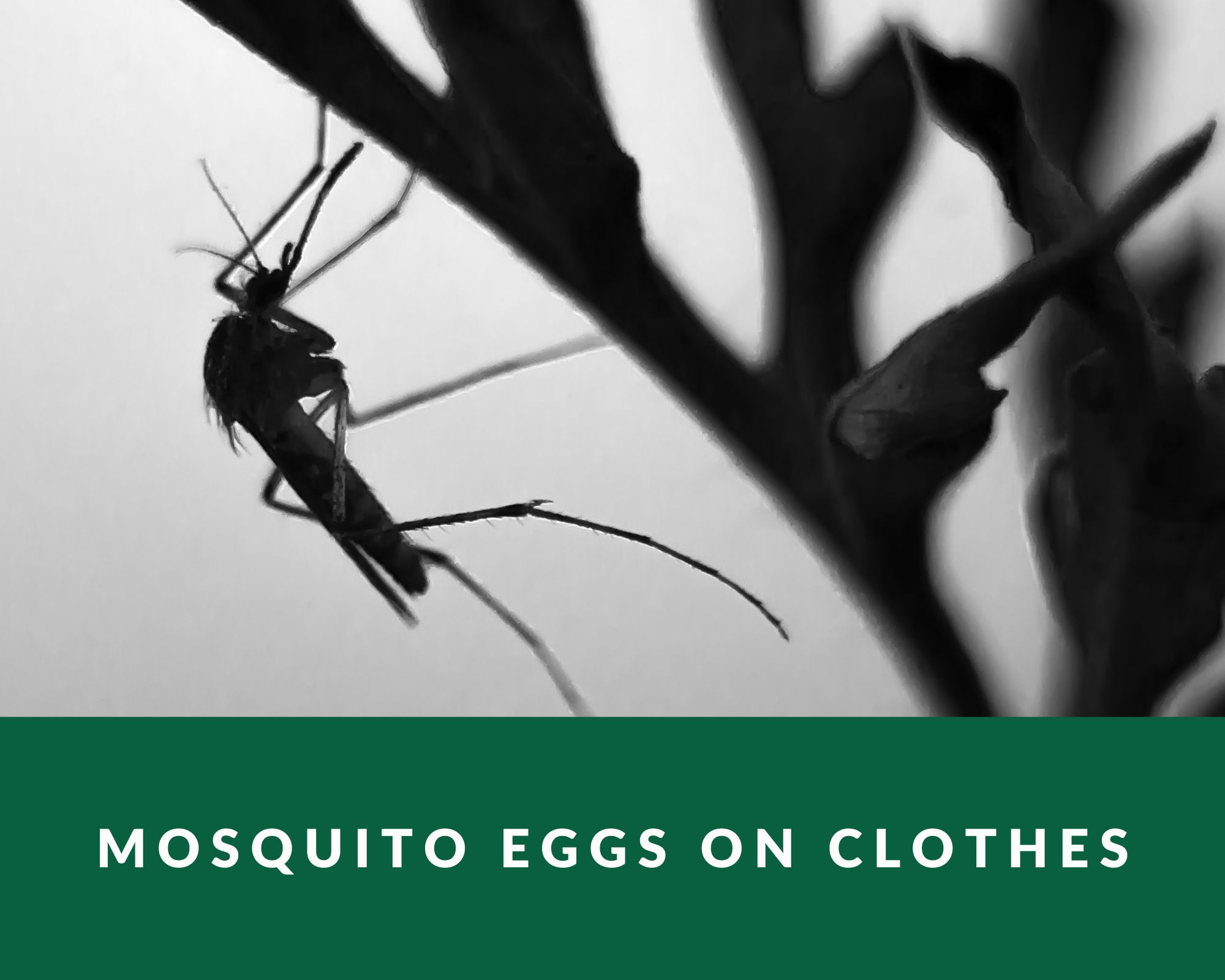mosquito eggs on clothes
